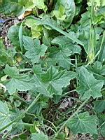 California manroot, Marah fabacea (prise a Lens)(1)